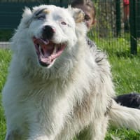 VOLT, chien à adopter