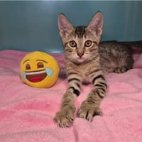 CHATAIGNE, chatte à adopter