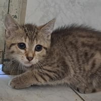 RIPLEY, chatte à adopter