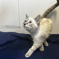 Mily, chatte à adopter