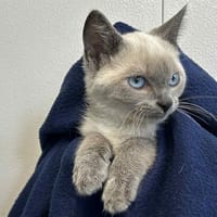 Bubble, chatte à adopter