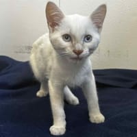 Puzzle, chatte à adopter