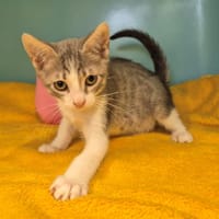CHARMANT, chat à adopter