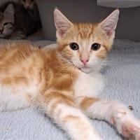 KAPPY, chat à adopter