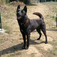 nasko, chien à adopter