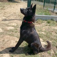 nasko, chien à adopter