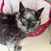 Rodriguez, chat à adopter