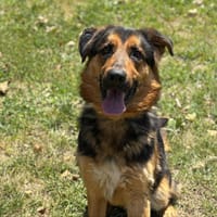 Ulysse CAA13897, chien à adopter