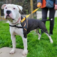 SHARK, chien à adopter