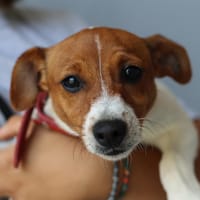 ATLANE, chienne à adopter