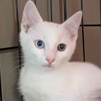 FRAMBOISE, chatte à adopter