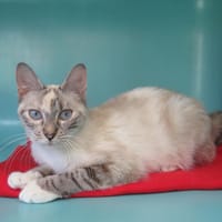 Winneuse, chatte à adopter