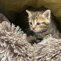 POLLUX, chat à adopter