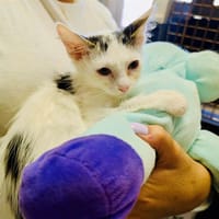 ANDARNA, chatte à adopter
