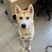 Aiko, chien à adopter