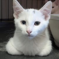 MYRTILLE, chatte à adopter