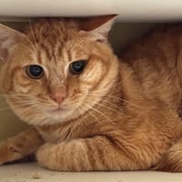 Lipowitz, chat à adopter