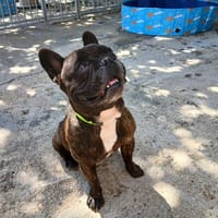 Pepsi, chien à adopter