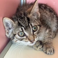 Wout, chat à adopter