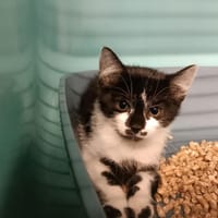 Granola, chatte à adopter