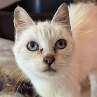 Neve, chatte à adopter