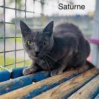 Saturne, chatte à adopter