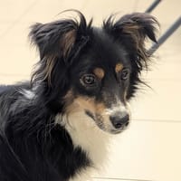 Vana, chienne à adopter