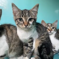 GUIZMO, chat à adopter