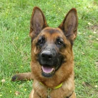ZOE, chienne à adopter