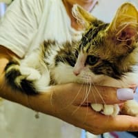 TAIRN, chat à adopter