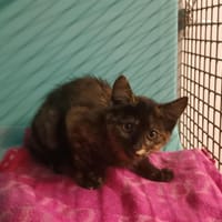 cracotte, chatte à adopter