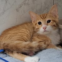 SILA, chat à adopter