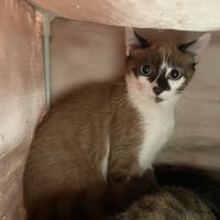 PULBOT, chat à adopter