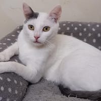GEORGETTE, chatte à adopter