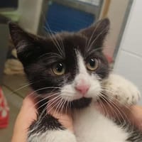 PINGOUIN, chat à adopter