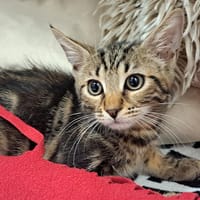 PANCHO, chat à adopter