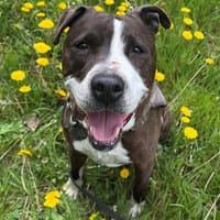 NIKI HAA24428, chien à adopter
