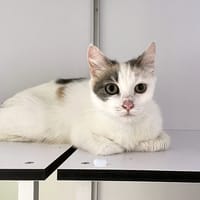 KATIE, chatte à adopter