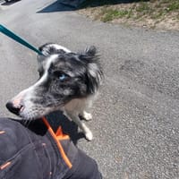 Pixel, chien à adopter