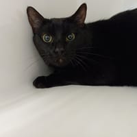 LUCIFER, chat à adopter