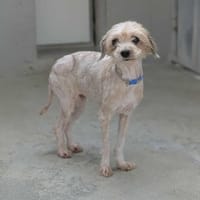 Calypso, chienne à adopter