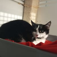 FLORENCE, chatte à adopter