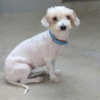 Brittany, chienne à adopter