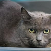 BARNABE HAB17236, chat à adopter
