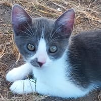PIROUETTE, chatte à adopter