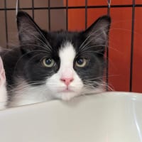 PLUMEAU, chat à adopter