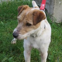 JACK, chien à adopter