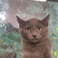 QUINN, chatte à adopter