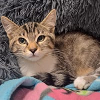 WATSON, chat à adopter