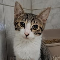 DANA, chatte à adopter